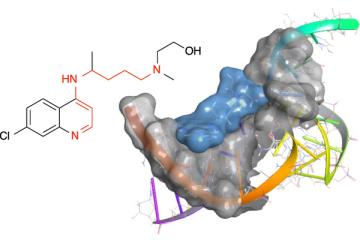 4-Aminoquinolines inhibit the function of the bacterial T-box riboswitch RNA. Illustration by Jennifer Hines