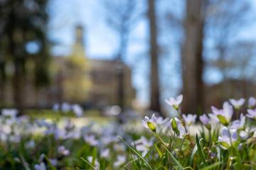 Spring flowers on College Green