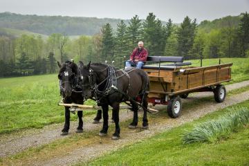 John Hutchison and his beautiful Percheron horses 