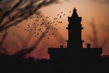 birds flying around building at dusk