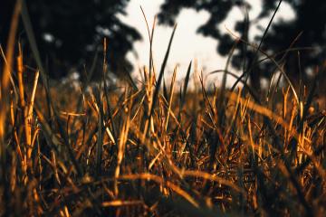 Dried out grass.