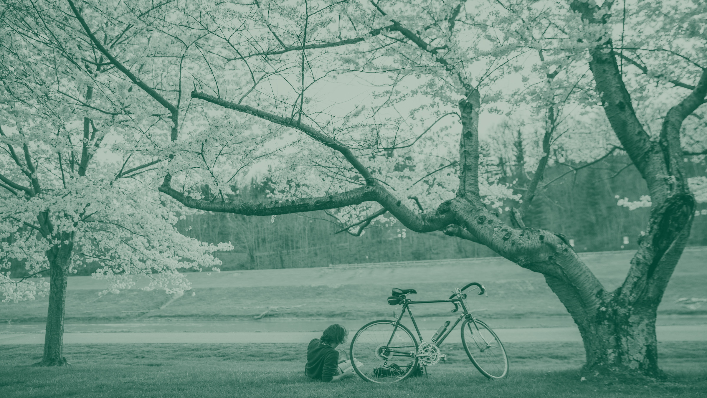 Person sitting under flowering cherry blossom trees with a bike parked next to them