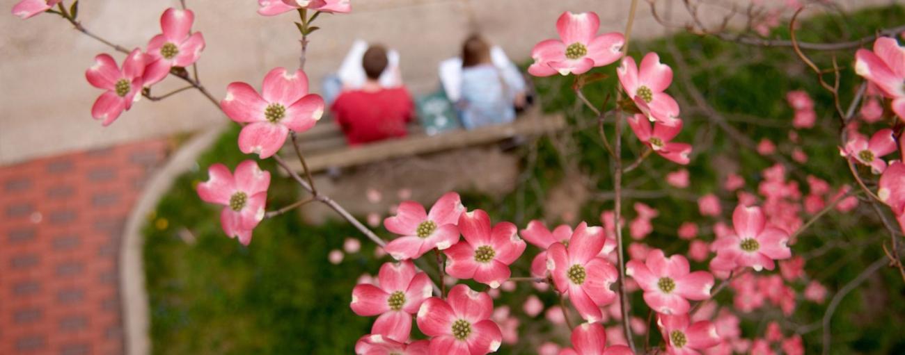 Tree in bloom over two students reading on a bench