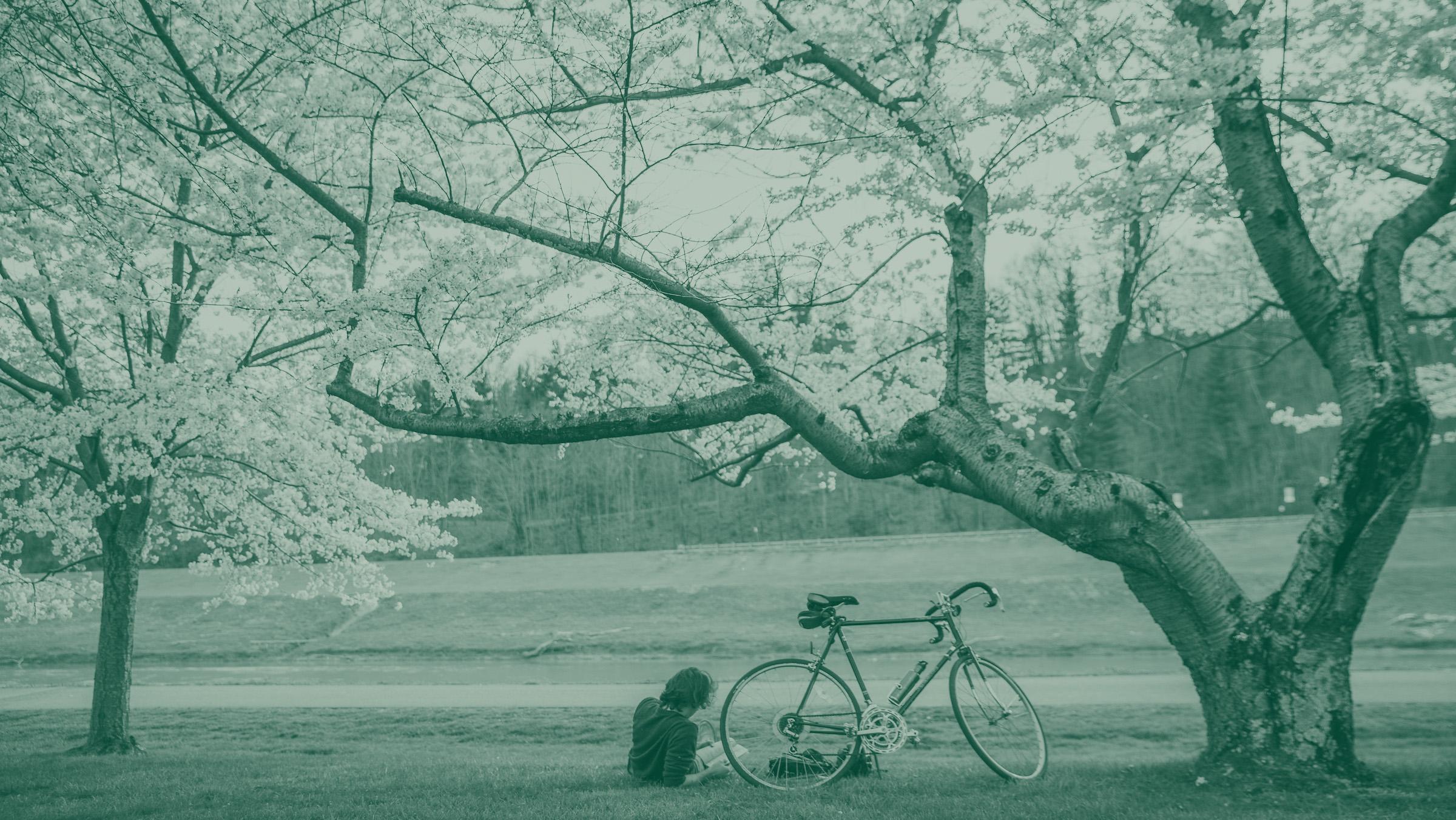 Person sitting under flowering cherry blossom trees with a bike parked next to them