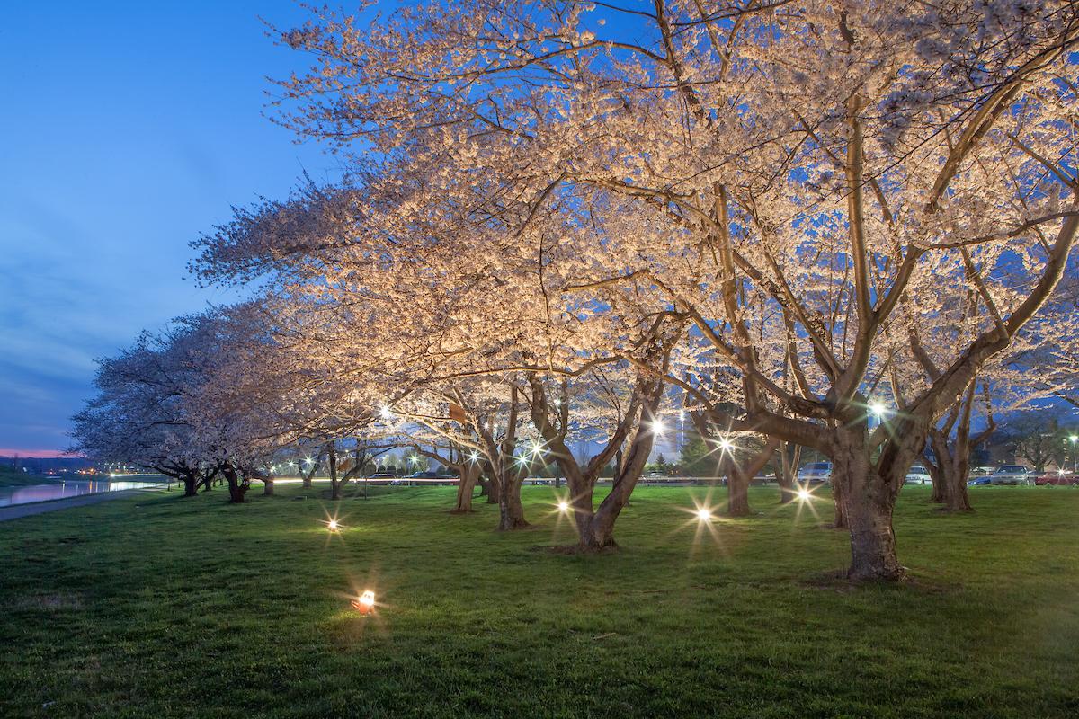 The cherry blossoms along the Bikeway