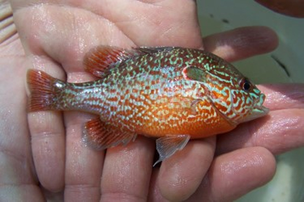 A fish held in a pair of hands