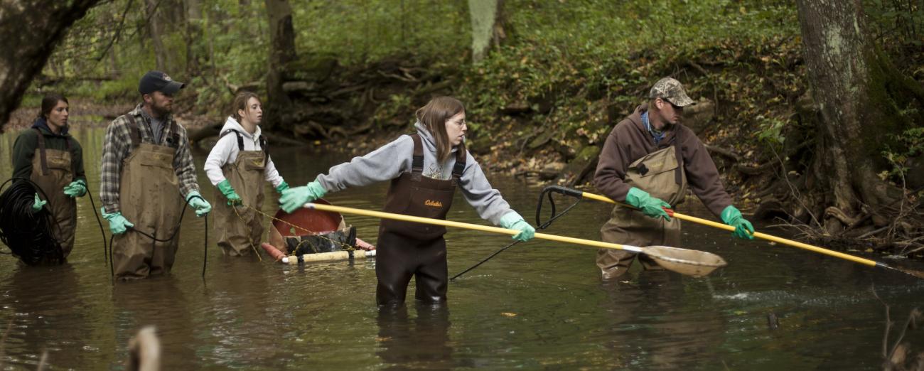 People in a creek with nets