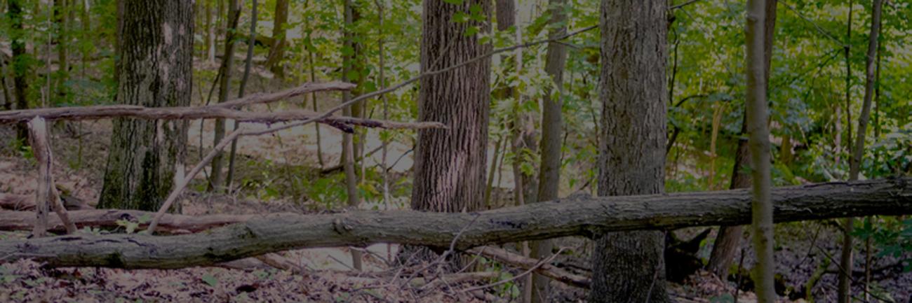 Old hardwood forest in Ohio