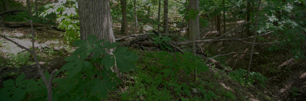 Chipmunk Woods old growth forest