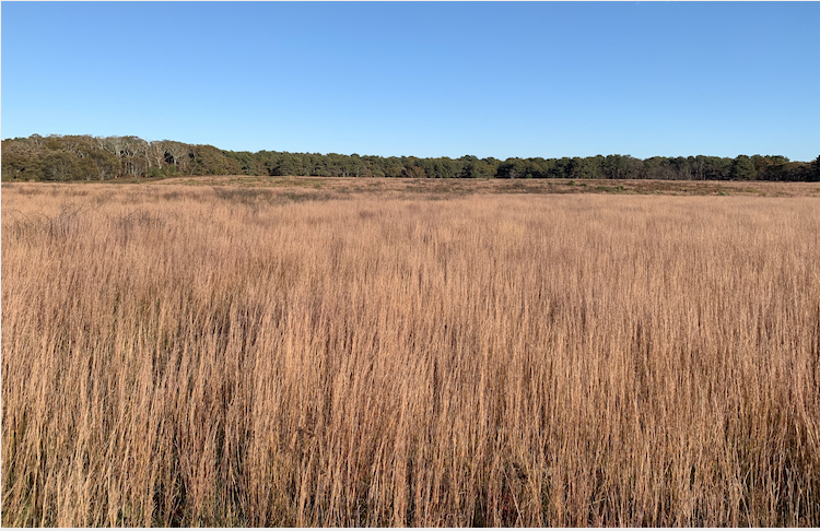 sandplain grassland in Edgartown Massachusetts